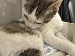 -瑞派·关忠动物医院·猫专科·犬专科(三环新城店)