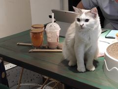 -喵喵咪呀布偶猫咖(春熙路店)
