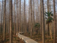 沁心栈道-上海怡沁园度假酒店