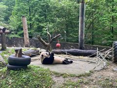 -都江堰中华大熊猫苑