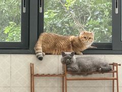 -小猫来了·猫舍(红山六九七九店)