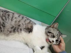 -利又安动物医院··老年病·猫科犬科·中兽医