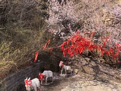 -鸡鸣山旅游风景区