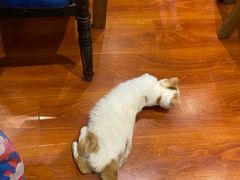 -猫小院猫主题咖啡厅(北锣店)