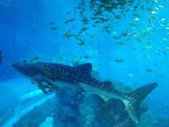 -成都浩海立方海洋公园