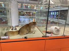 -三花喵·撸猫购宠·宠物生活馆(虹桥南丰城店)
