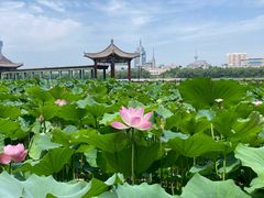 -莲花池公园