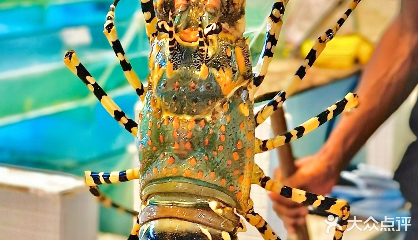 在巴厘岛真的可以实现🦞澳龙自由！！