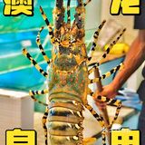 在巴厘岛真的可以实现🦞澳龙自由！！