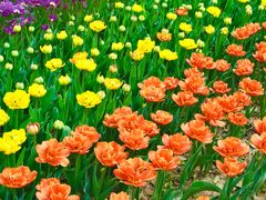 -洛阳郁金香牡丹园