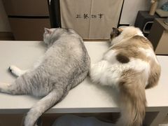 -喵百万·布偶·蓝金金渐层英短·猫舍(百子湾店)