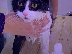 -喵百万·布偶·蓝金金渐层英短·猫舍(百子湾店)