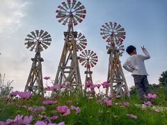 -大塘金香草谷