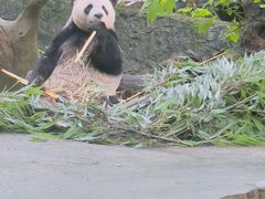 -都江堰中华大熊猫苑