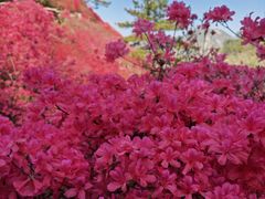 -木兰云雾山