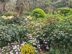 -深圳仙湖植物园