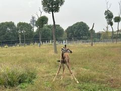 -常州淹城野生动物世界