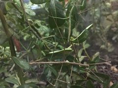 -上海昆虫博物馆