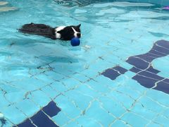 -趣玩宠物乐园寄养训犬训狗游泳池