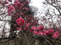 -杭州植物园