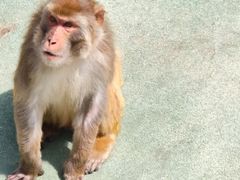 -青藏高原野生动物园