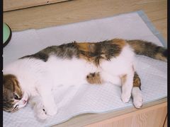 -乐派堂宠物医院·猫友好· 心脏科(东街店)