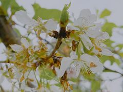 -顾村公园