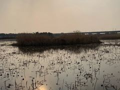 -荷塘月色湿地公园·向阳花洲