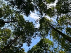 -黄海国家森林公园