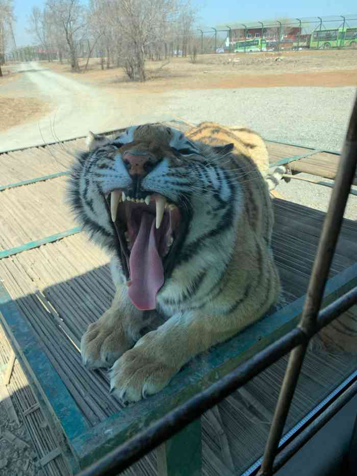 怪坡老虎园-"两颗星是给小动物的!东北虎还是很有看头的.