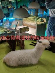 -七巧国萌宠乐园(龙湖天街店)