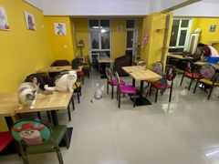 -猫咪咖啡店(新城大街店)