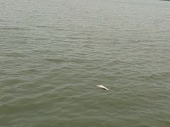 -巢湖姥山岛