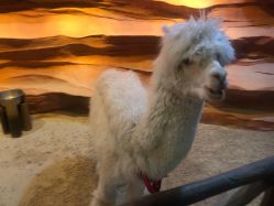 -酷嗒动物文化乐园(cutezoo西溪乐天城店)