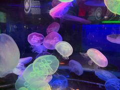 -太平洋海底世界