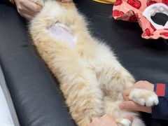 -伟伟宠物医院·CT影像中心·瑞派犬猫综合性门诊(汉口总院)