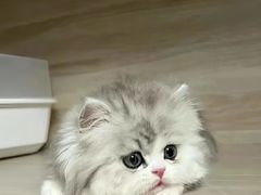 -欣宠猫屋·矮脚拿破仑·蓝金金渐层