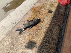 -好灶头妈妈菜·千岛湖土菜地标美食
