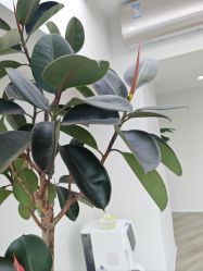 -HEYAN荷妍专业脱毛连锁机构