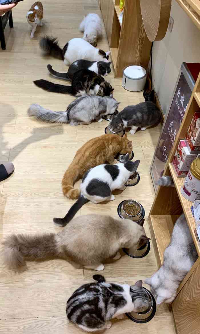 邂逅猫61猫主题猫咖&猫咪宠物店(白云万达店)-"撸猫猫93朋友好