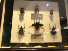 -上海昆虫博物馆