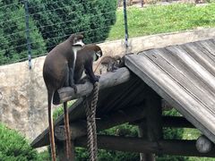 -大连森林动物园