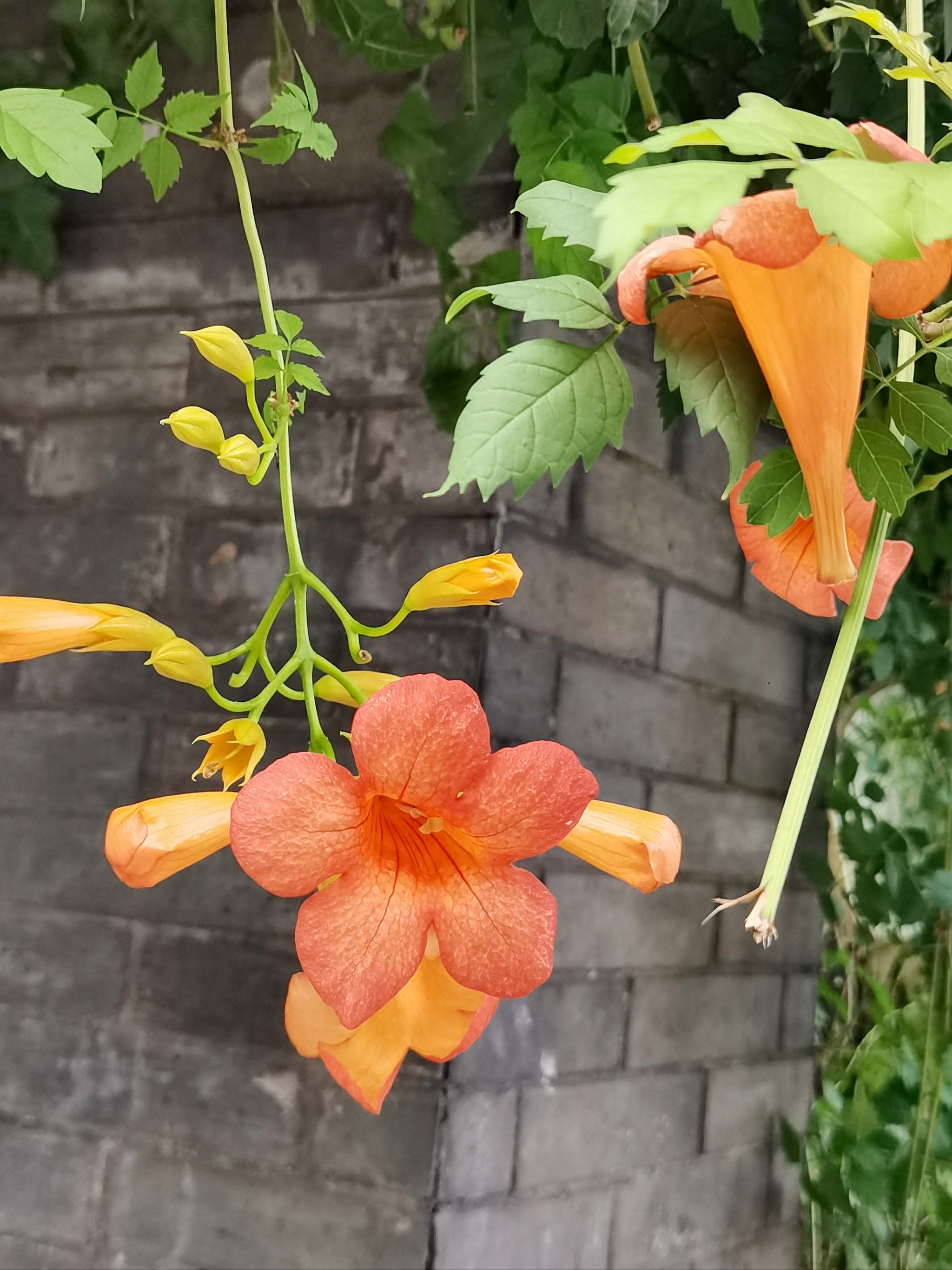 植物园里生机勃勃的凌霄花