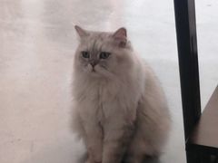 -猫友咖啡店(玉林西路店)