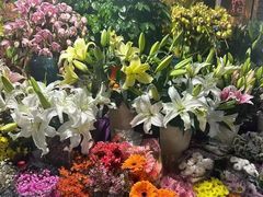 -曲阳花鸟市场(曲阳路店)