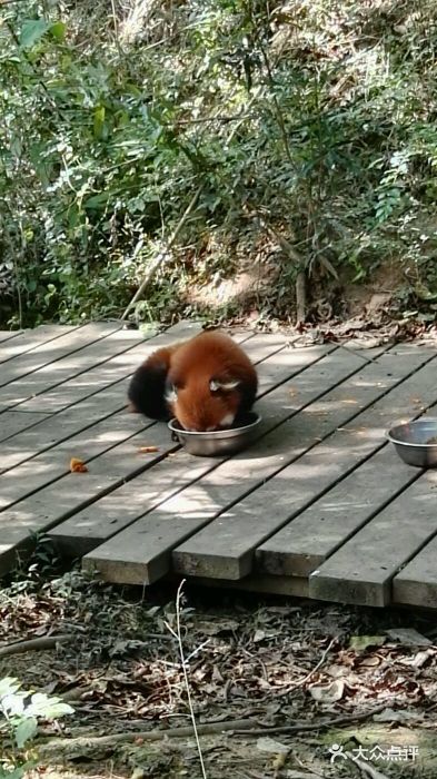 成都大熊猫繁育研究基地图片