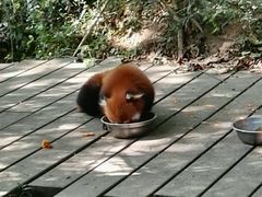 -成都大熊猫繁育研究基地