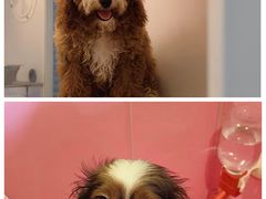 -翊宠yipet猫狗购宠庄园犬舍•猫舍