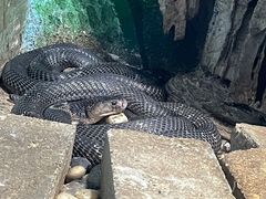 -石家庄市动物园