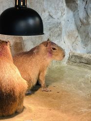 -Zoolung Zoolung动物主题公园(海信广场店)